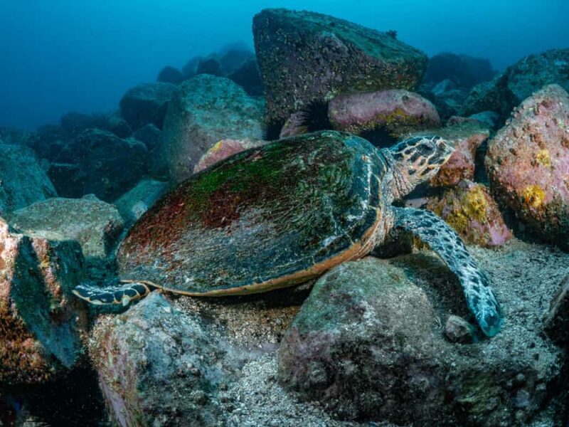 Guided Snorkel Tour at Australias most iconic beach - Who Should Consider This Snorkel Tour?