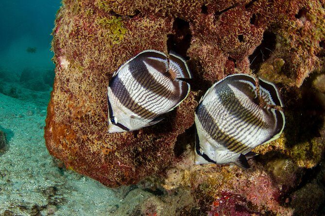 Guided Snorkel Tour at the Best Reef from shore on Curacao - Blue Bay Beach - Practical Tips for Your Snorkel Tour