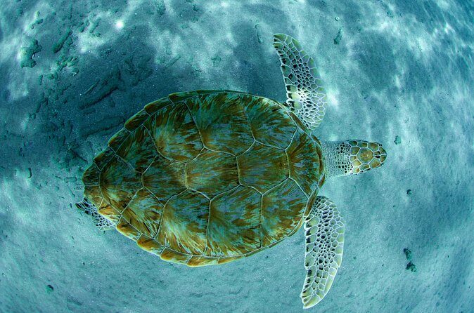 Guided Snorkel Tour at the Best Reef from shore on Curacao - Blue Bay Beach - The Sum Up: Perfect for a Calm, Guided Reef Encounter