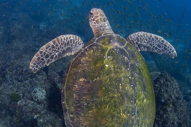 Guided Snorkel With Fish Tour at Cook Island Aquatic Reserve - Tour Details
