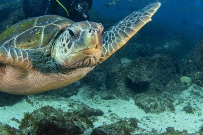 Guided Snorkel With Fish Tour at Cook Island Aquatic Reserve - Pickup and Arrival