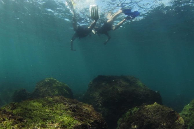 Guided Snorkel With Fish Tour at Cook Island Aquatic Reserve - Maximum Travelers Per Tour
