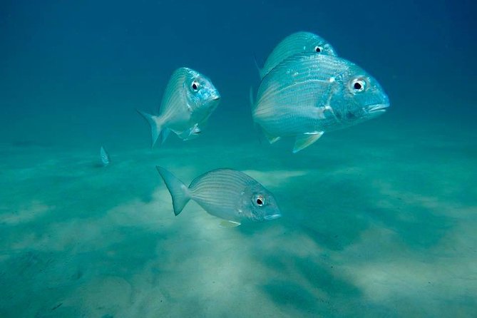 Guided Snorkel With Fish Tour at Wavebreak Island, Gold Coast - Overview and Activity Details