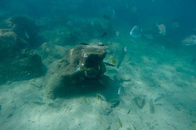 Guided Snorkel With Fish Tour at Wavebreak Island, Gold Coast - Expectations and Requirements