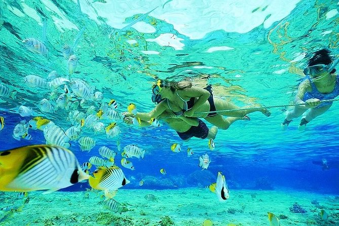 Guided Snorkel With Fish Tour at Wavebreak Island, Gold Coast - Cancellation Policy