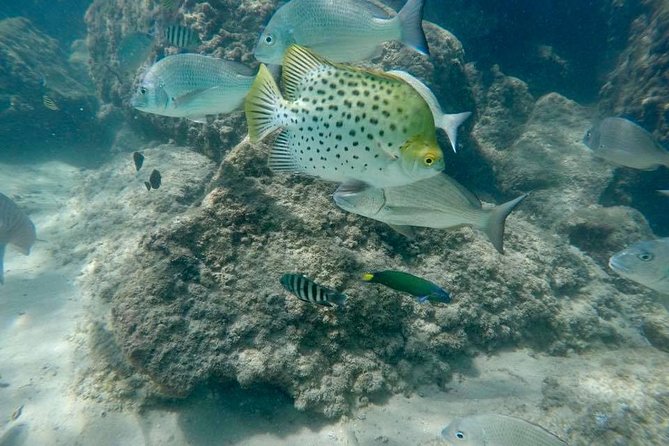 Guided Snorkel With Fish Tour at Wavebreak Island, Gold Coast - Snorkel in the Waters of Gold Coast