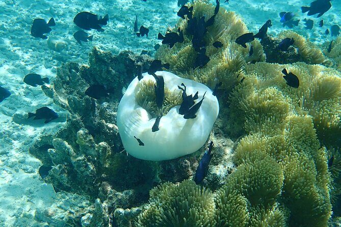 Guided Snorkeling and Relaxation on the Motu Ofetaro in Raiatea - Exploring Raiatea’s Lagoon: What to Expect