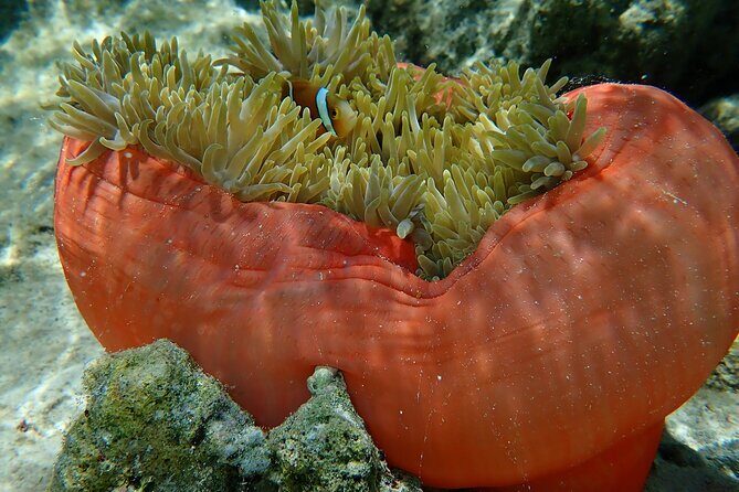 Guided Snorkeling and Relaxation on the Motu Ofetaro in Raiatea - Who Will Love This Tour?