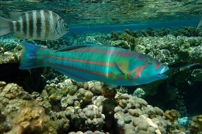Guided Snorkeling and Relaxation on the Motu Ofetaro in Raiatea - FAQs