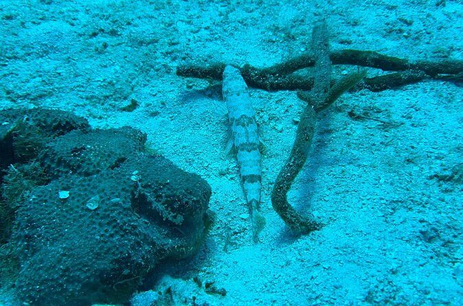 Guided Snorkeling at the Anchor and Cannon Reef in Negril - Final Words