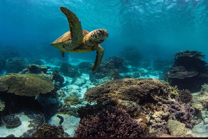Guided Snorkeling Excursion With Flotation Wetsuits in Maui - The Sum Up