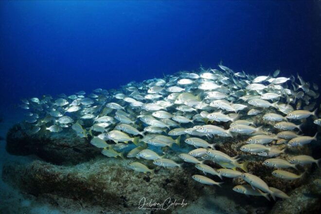 Guided Snorkeling Experience - Frequently Asked Questions
