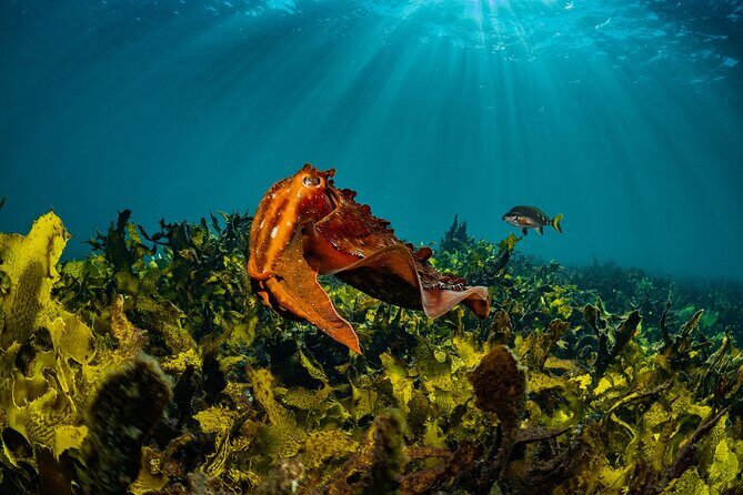 Guided Snorkeling Experience in Bondi - Good To Know