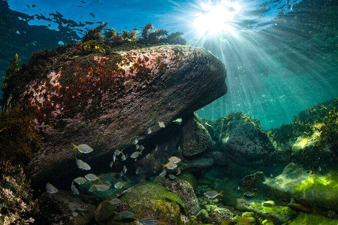 Guided Snorkeling Experience in Bondi - Overview of the Snorkeling Tour Experience