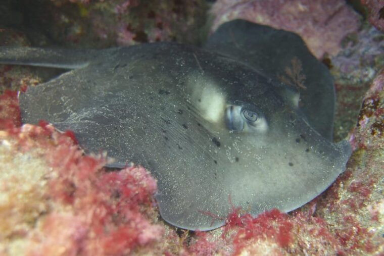 Guided Snorkelling Experience in South of Gran Canaria - Group Size and Accessibility
