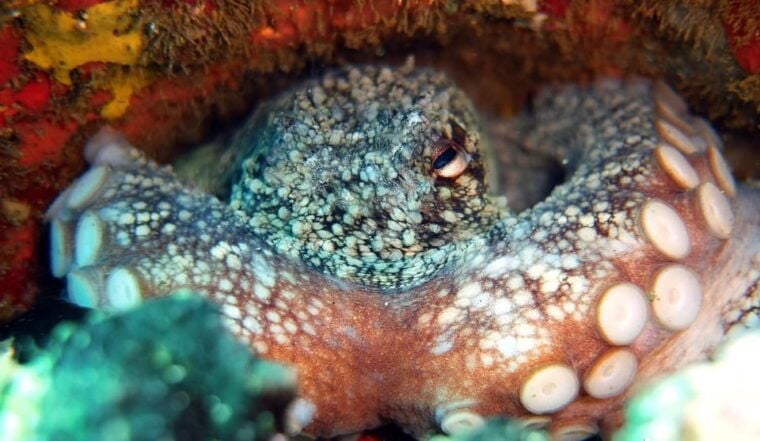 Guided Snorkelling Experience in South of Gran Canaria - Safety Measures and Precautions