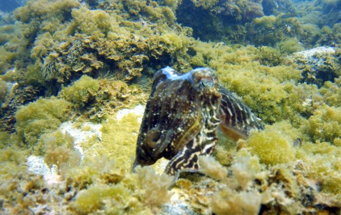 Guided Snorkelling Experience in South of Gran Canaria - Frequently Asked Questions