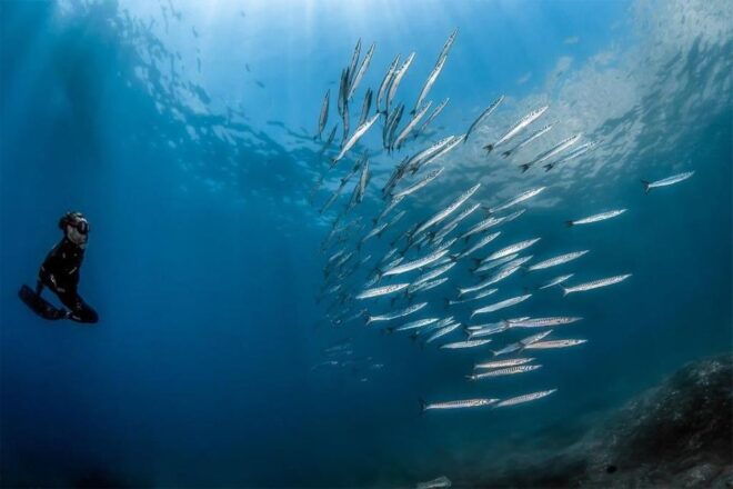 Guided Snorkelling With a Marine Biologist From Sorrento - Experience Highlights