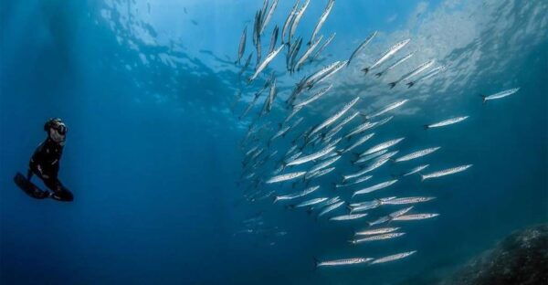 Guided Snorkelling With a Marine Biologist From Sorrento - Frequently Asked Questions