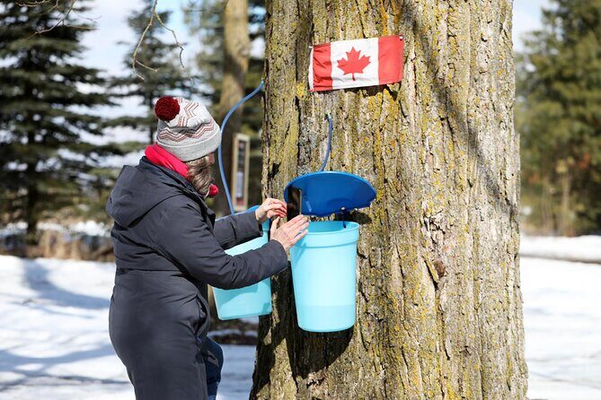 Guided Sugar Bush Tour and Beer Tasting from Toronto - What’s Included and Why It Matters  