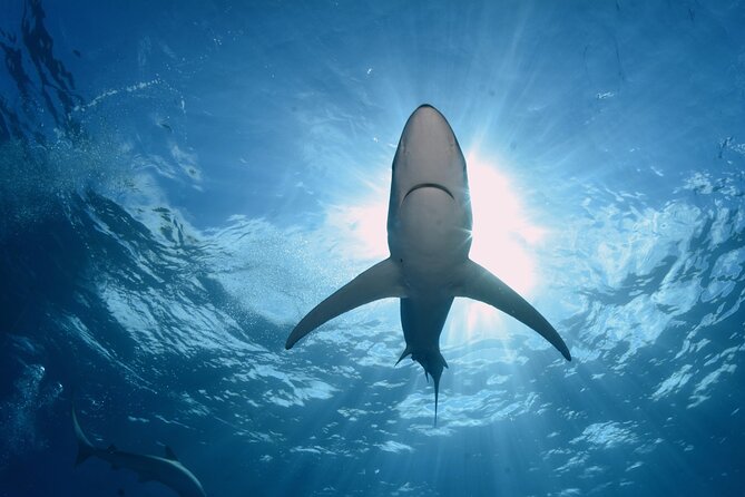 Guided Swimming Experience With Sharks in Portugal - What to Expect