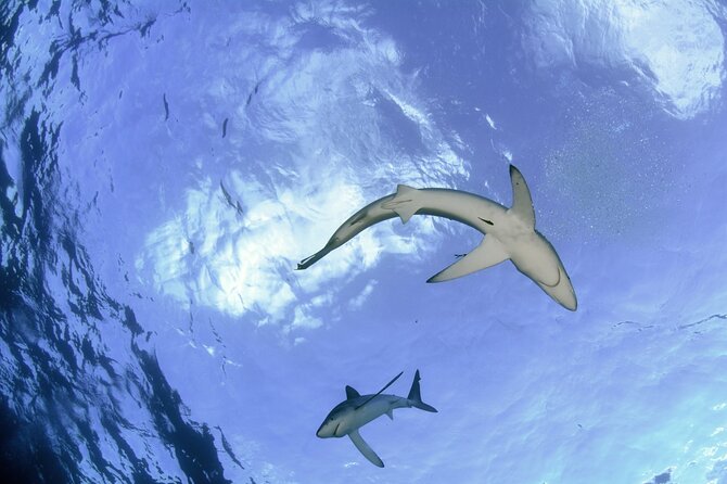 Guided Swimming Experience With Sharks in Portugal - Background Information