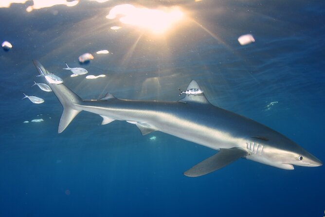 Guided Swimming Experience With Sharks in Portugal - Cancellation Policy