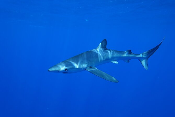 Guided Swimming Experience With Sharks in Portugal - Common Questions