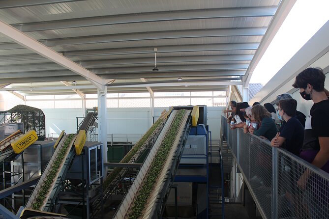 Guided Tour and Olive Oil Tasting in Alhaurin El Grande (Málaga) - The Sum Up