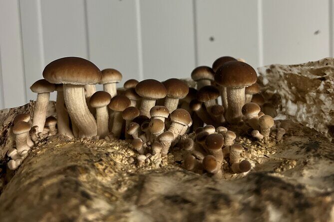Guided tour and tasting in mushroom cultivation - Why This Experience Is Worth It