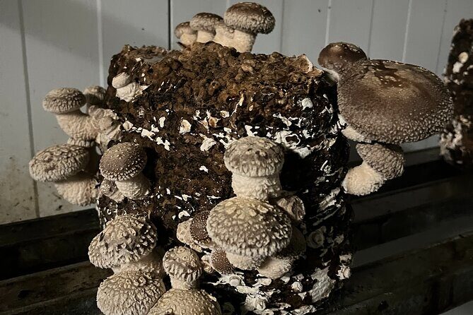 Guided tour and tasting in mushroom cultivation - Frequently Asked Questions