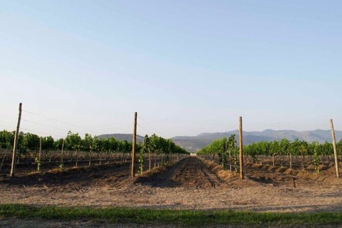 Guided tour and tasting of 4 wines at Viñedo Dos Búhos - Final Thoughts