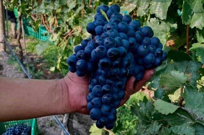 Guided tour and tasting of 4 wines at Viñedo Dos Búhos - FAQ