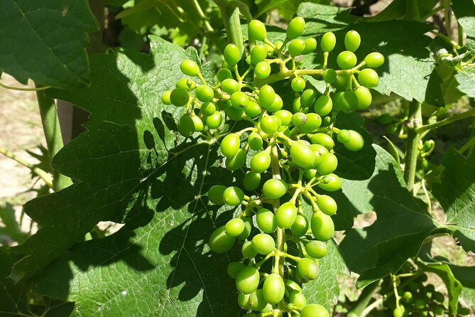 Guided Tour and Wine Tasting Northern Rhône Valley - Customer Reviews and Ratings