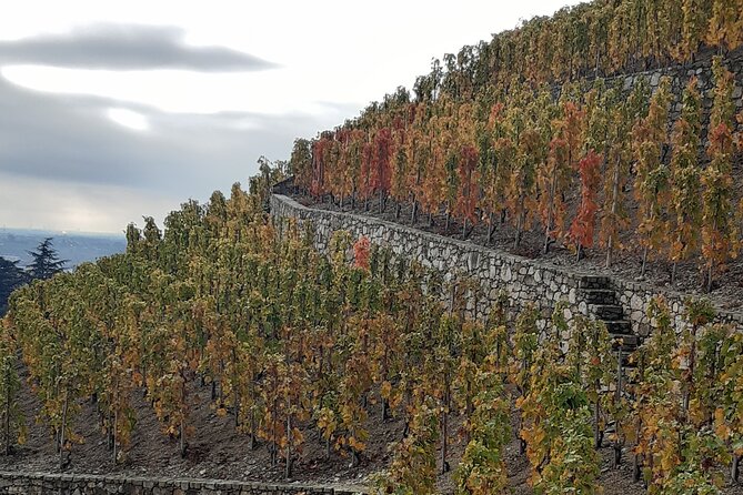 Guided Tour and Wine Tasting Northern Rhône Valley - Common Questions