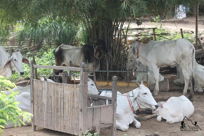 Guided Tour Around Silk Island by Tuk Tuk - Hassle-free Transportation Options