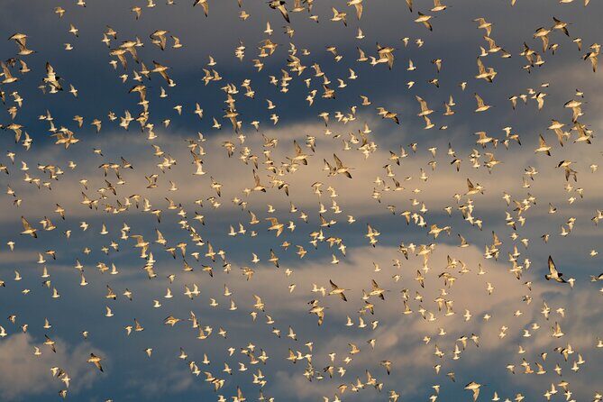 Guided Tour at Pukorokoro Shorebird Centre - Good To Know
