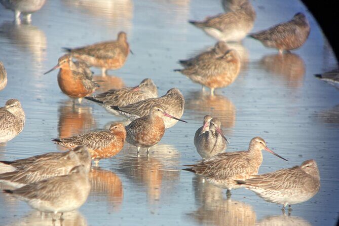 Guided Tour at Pukorokoro Shorebird Centre - Exploring the Itinerary in Detail