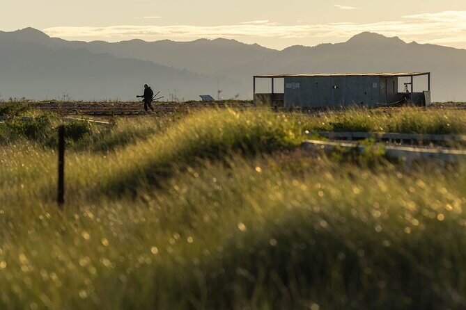 Guided Tour at Pukorokoro Shorebird Centre - Final Thoughts: Who Is This Tour Best For?