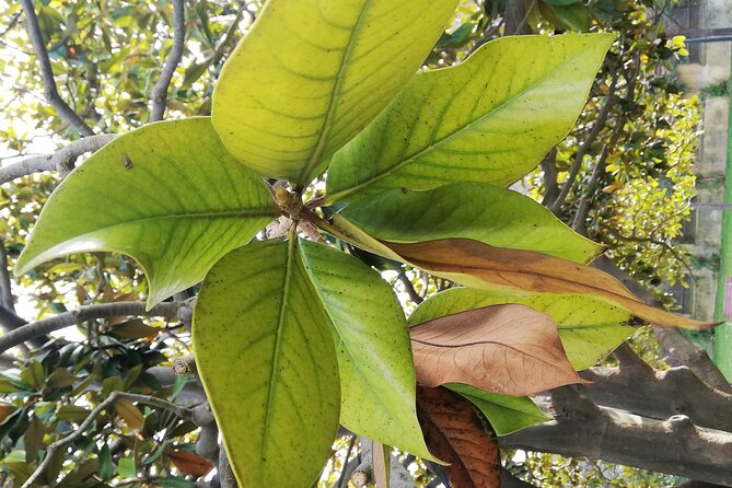 Guided Tour Ciutadella Park Nature, Triumphal Arch and Gaudí in Barcelona. - Inclusions