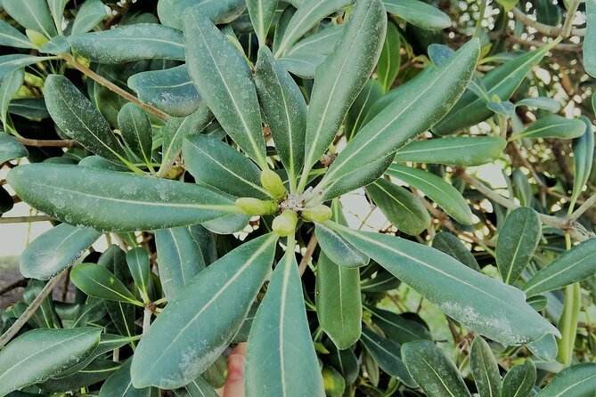 Guided Tour Ciutadella Park Nature, Triumphal Arch and Gaudí in Barcelona. - Common Questions