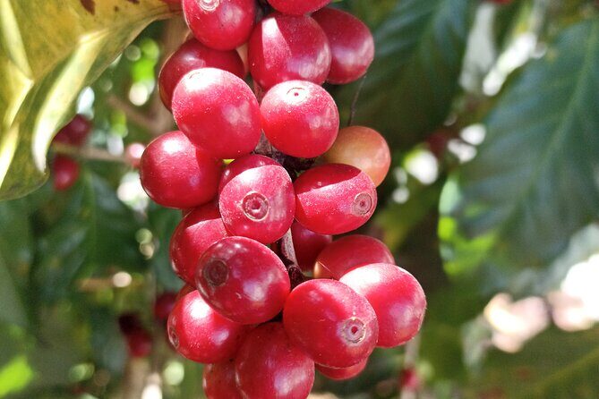 Guided Tour Coatepec Coffee Tour - Final Thoughts: Is This Tour for You?