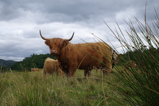 Guided Tour Experience of Oban Local Food, Drink and History - Booking Process