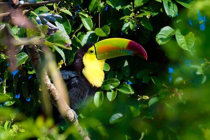 Guided Tour in Costa Maya Chacchoben Ruins History - Exploring the Chacchoben Ruins: A Guide to the Costa Maya Tour