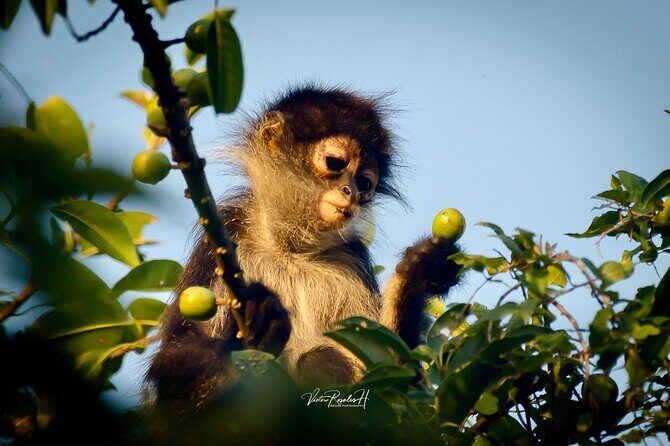 Guided Tour in Costa Maya Chacchoben Ruins History - Good To Know