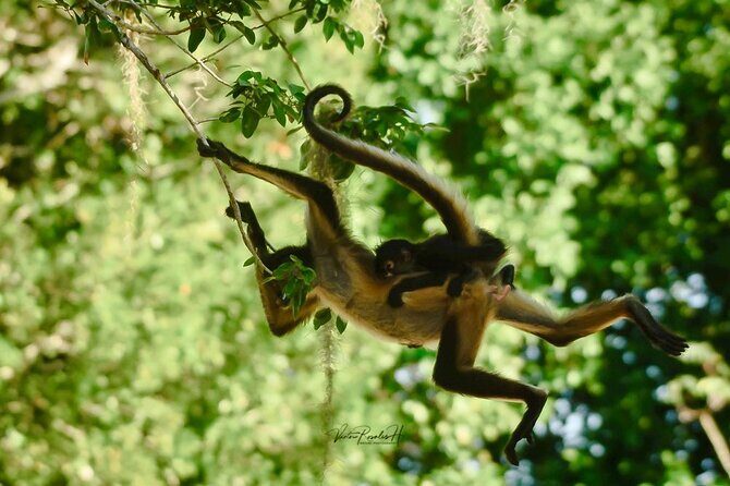 Guided Tour in Costa Maya Chacchoben Ruins History - The Tequilera Experience: Tasting Mexican Spirit and Flavors