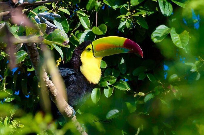 Guided Tour in Costa Maya Chacchoben Ruins History - Who Will Love This Tour?
