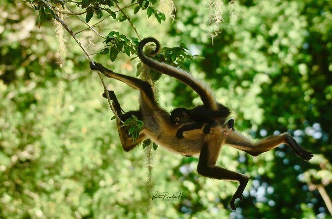 Guided Tour in Costa Maya Chacchoben Ruins History - Final Thoughts