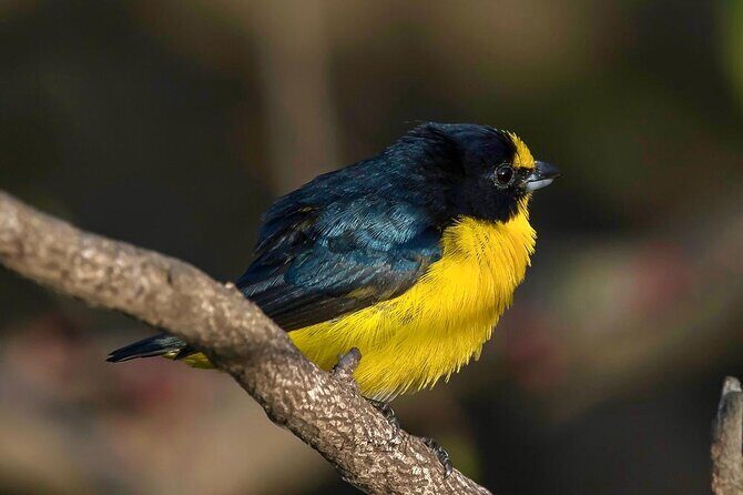 Guided Tour in Costa Maya Chacchoben Ruins History - FAQ