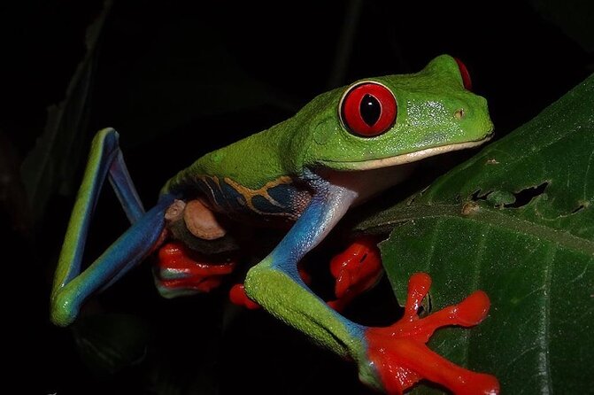 Guided Tour in Manuel Antonio National Park! - Tour Details